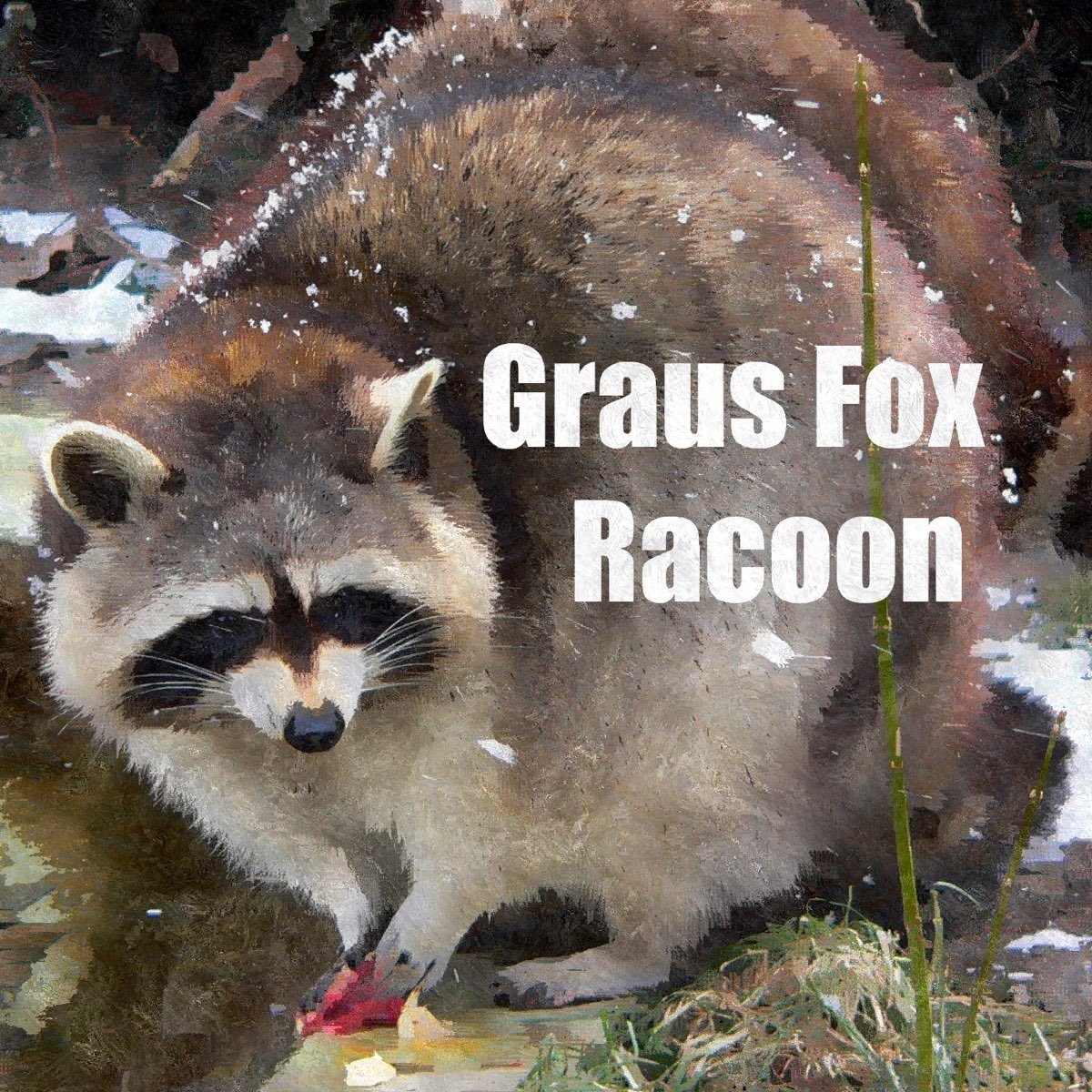 Енот полоскун фото