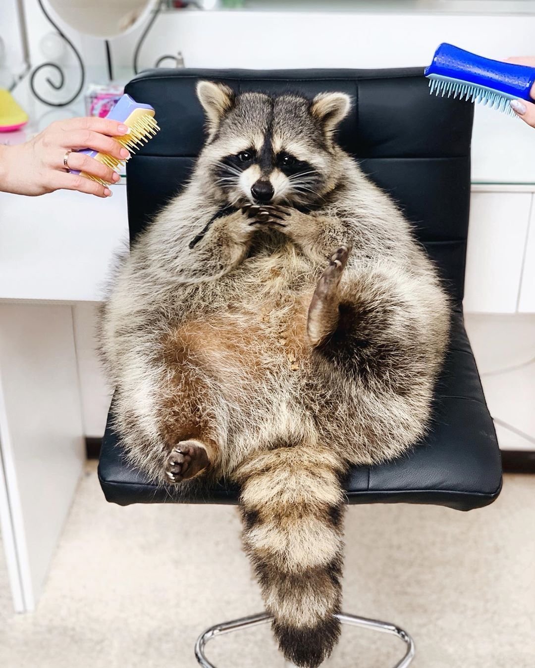 Енот полоскун домашний