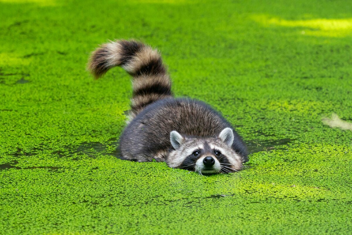 Енот полоскун жирненький