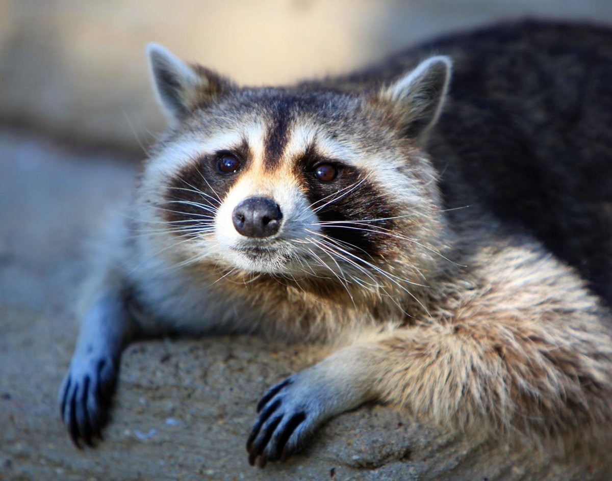 Полоскун енот Енотович