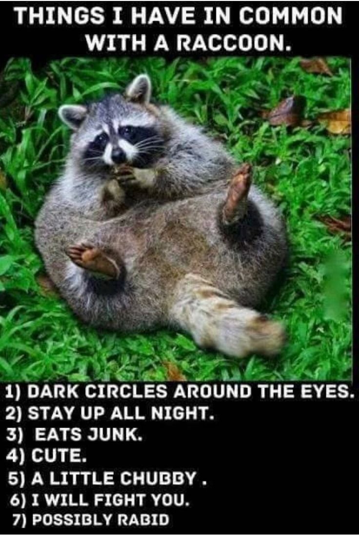 Шутки про енота и кабана