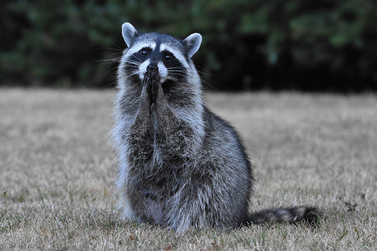 Канадский енот