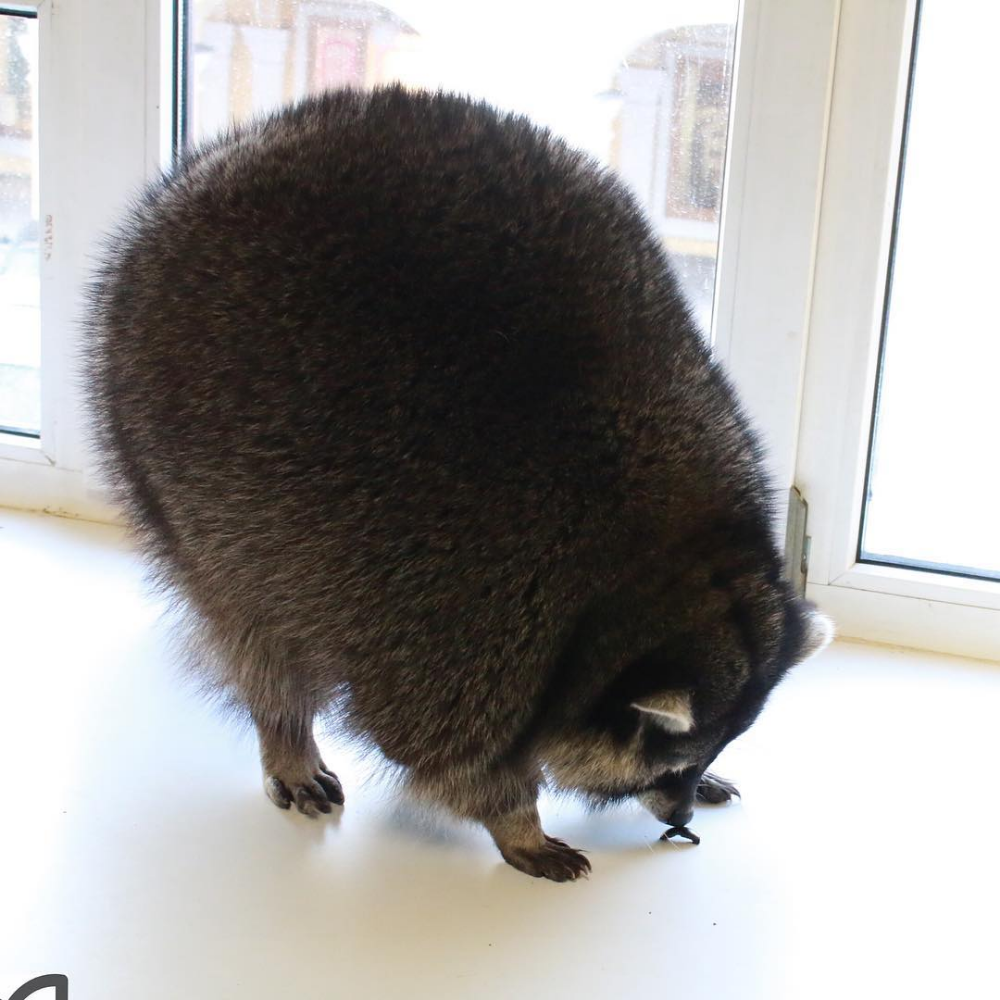 Енот полоскун толстый