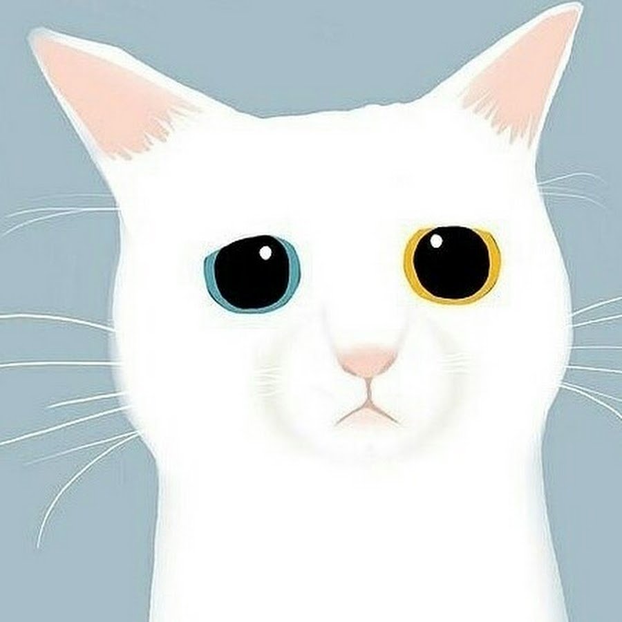 Белый кот аватарка