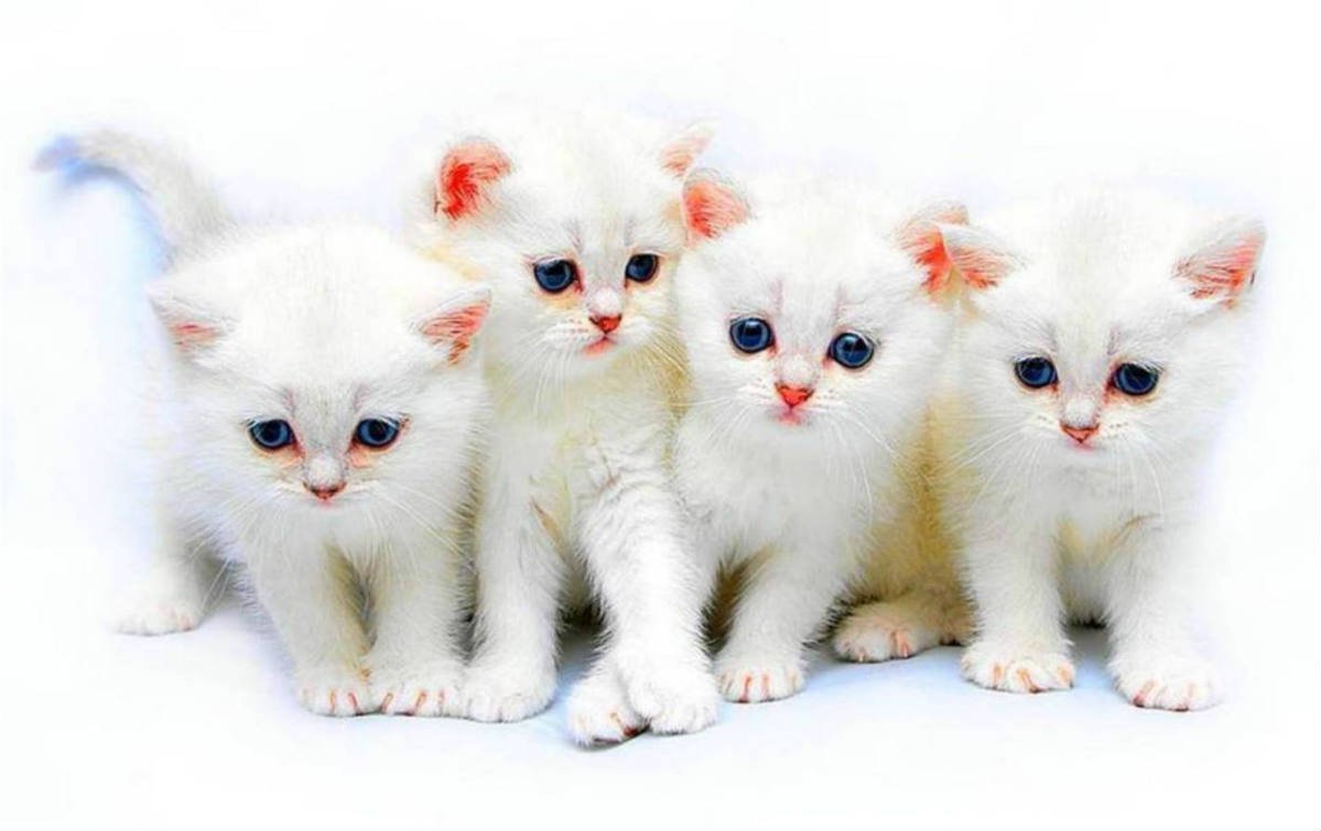 Четыре котенка на белом фоне