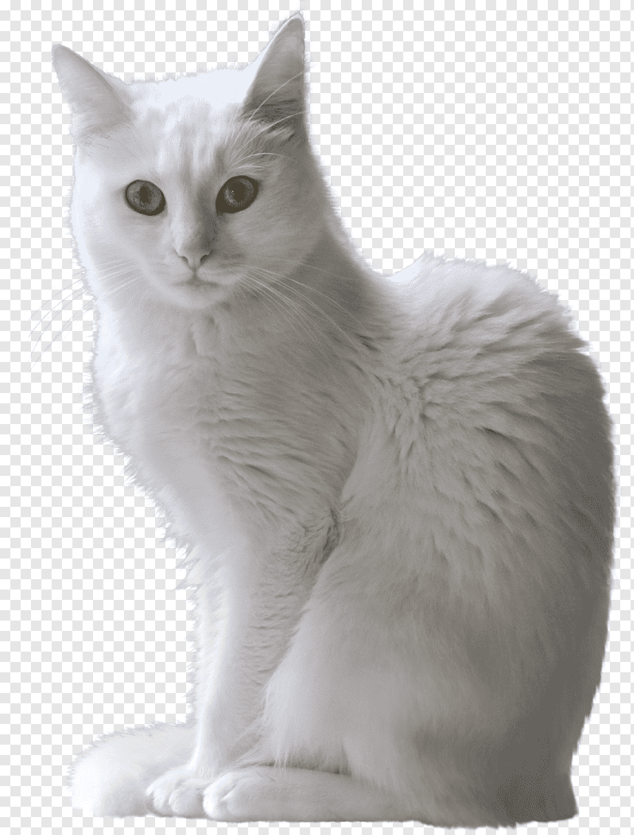 Турецкая ангора Ван