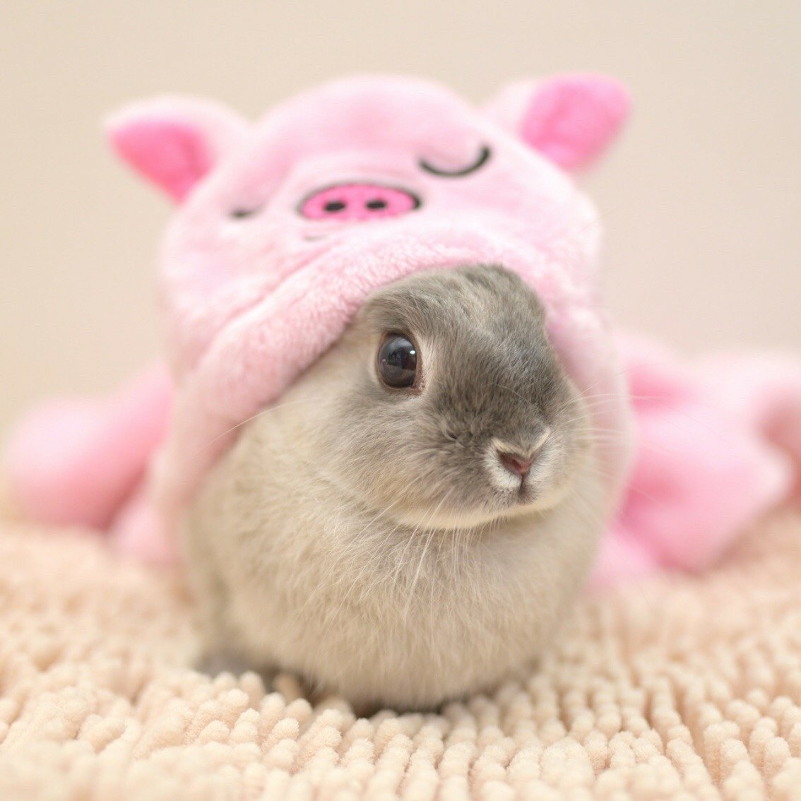 Милый зайчик