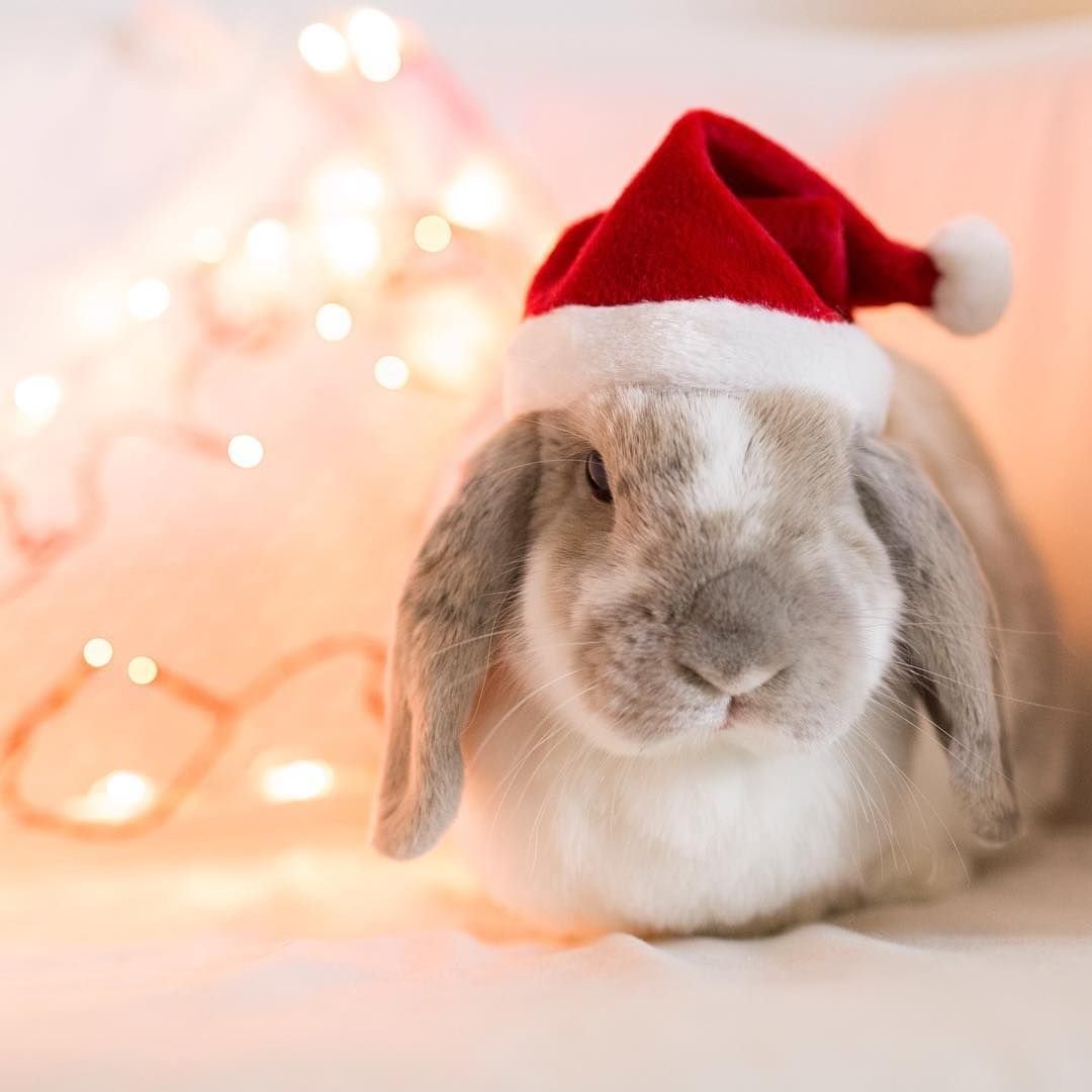 Кролик новый год вектор