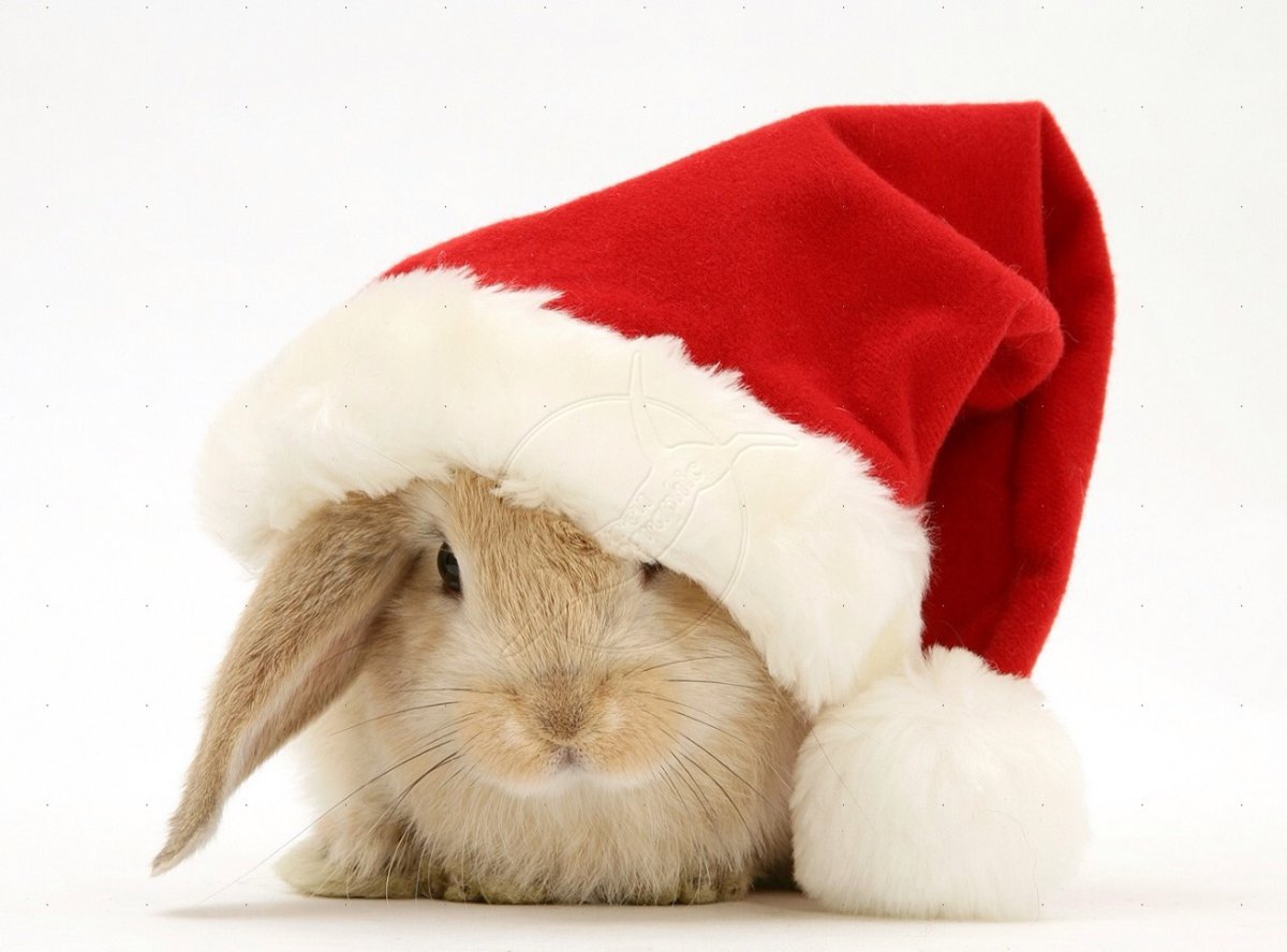 Новогодний кролик