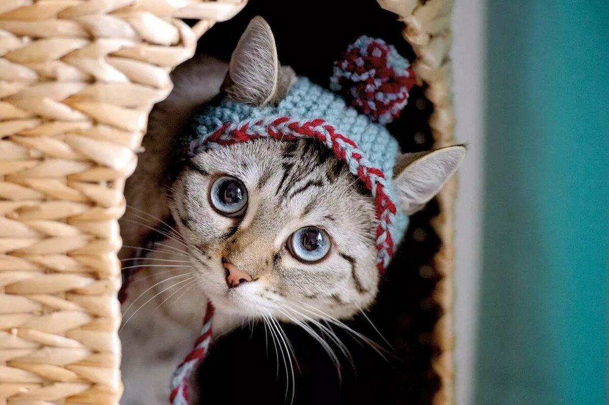 Милые кошки