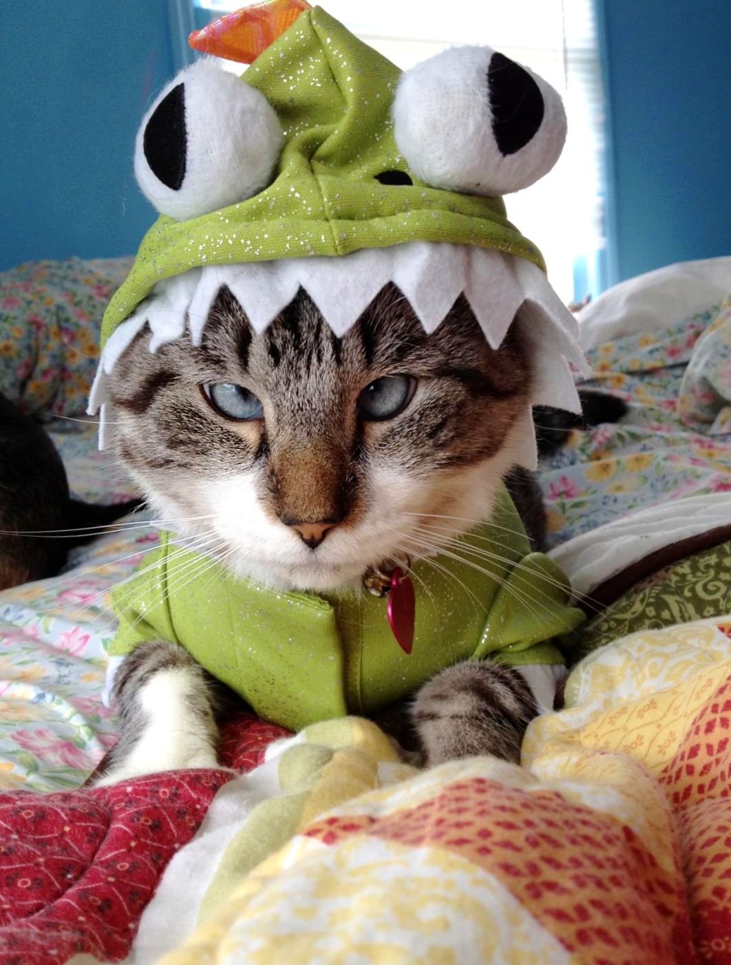 Кошка с венком на голове