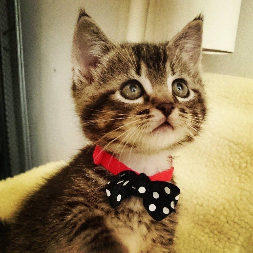 Забавные котики картинки