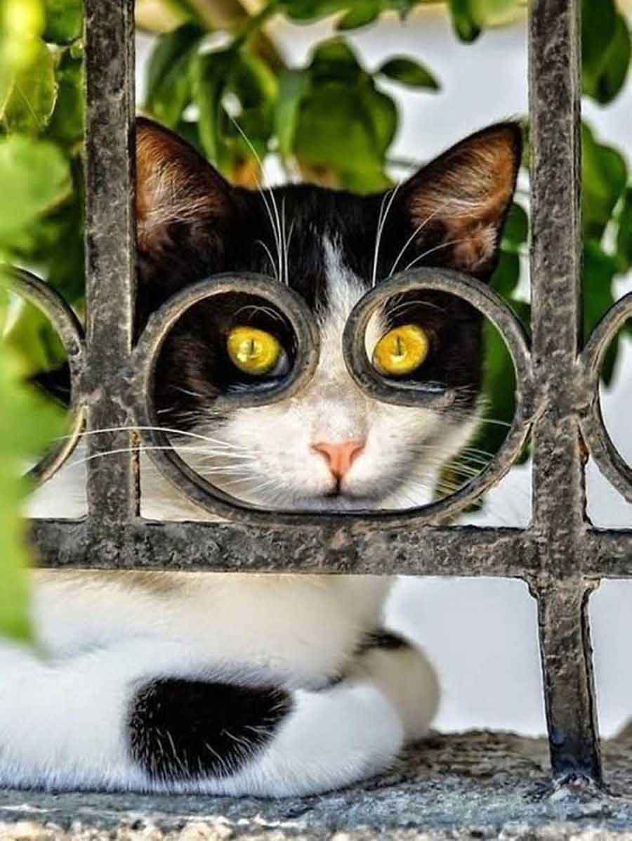 Прикольный кот