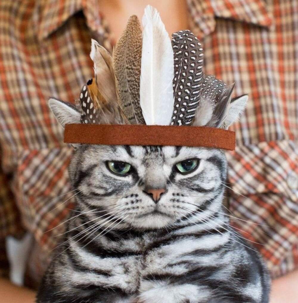 Элегантная кошка