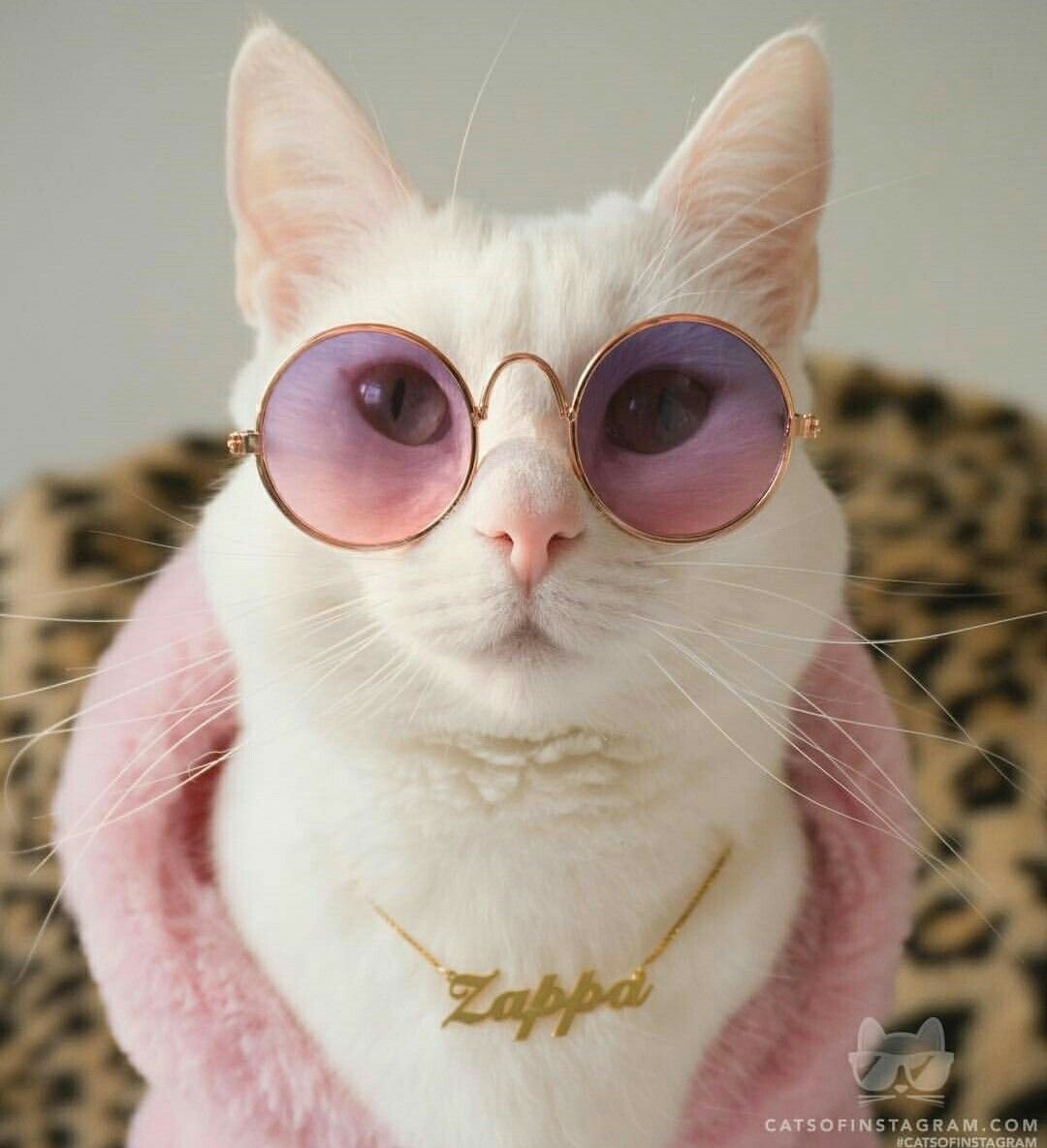 Скоттиш страйт Хосико