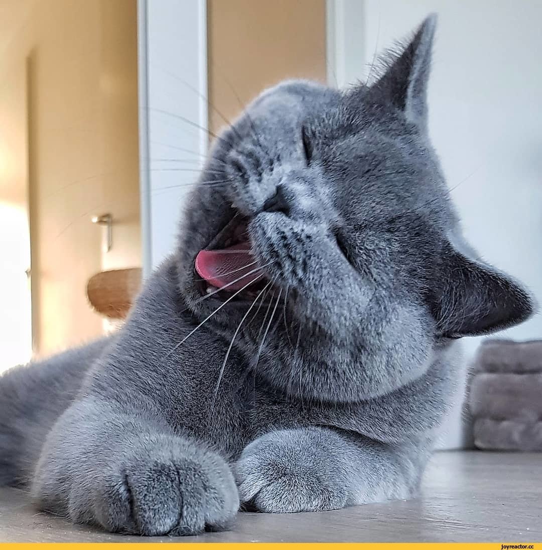 Трёхцветная кошка