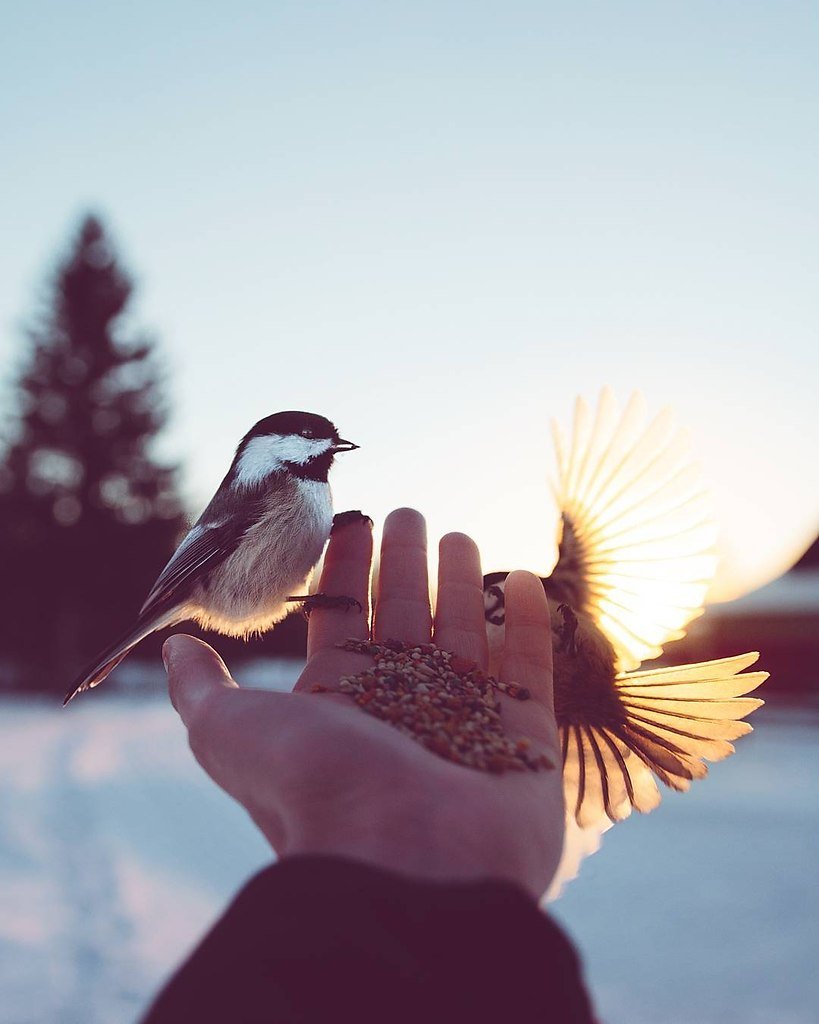 Душевные птицы