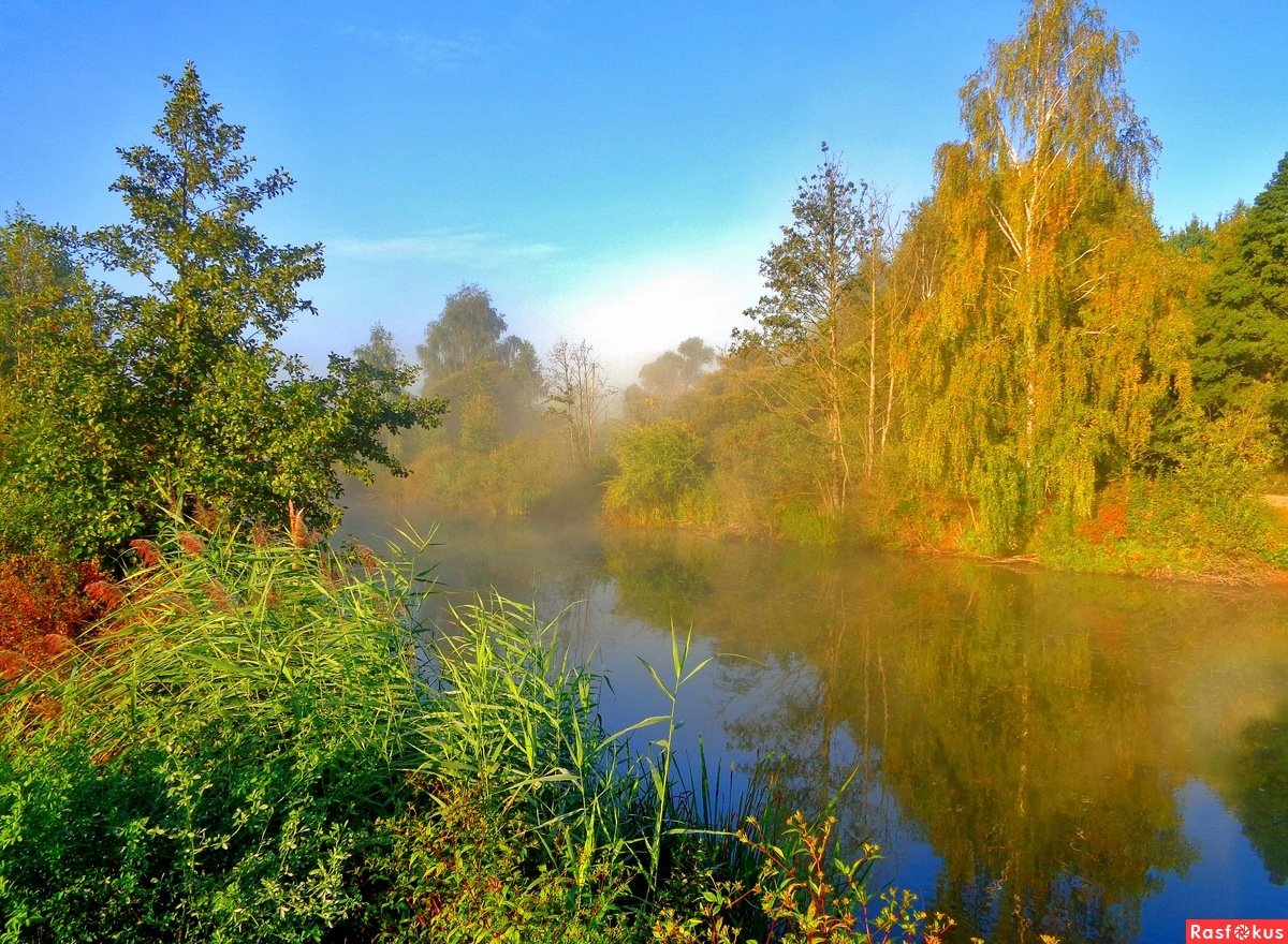 Леса Чувашской Республики