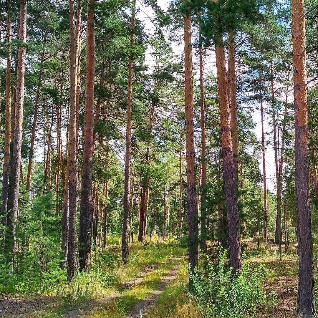 Сосновый лес Чувашии