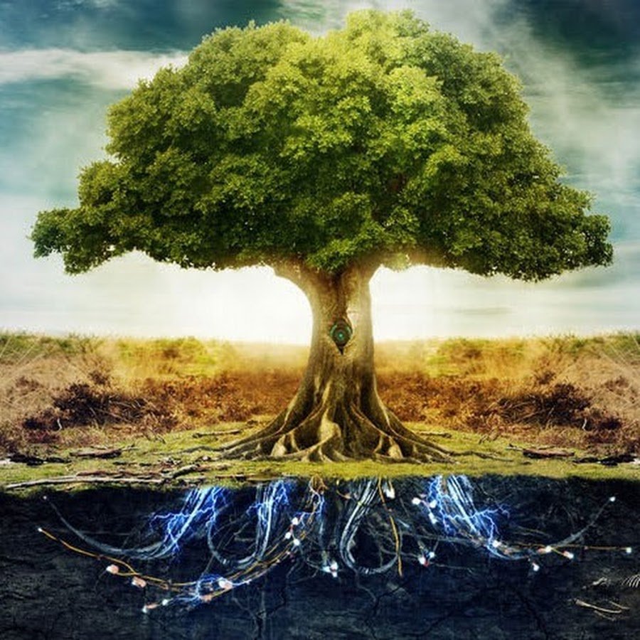 Корни дерева