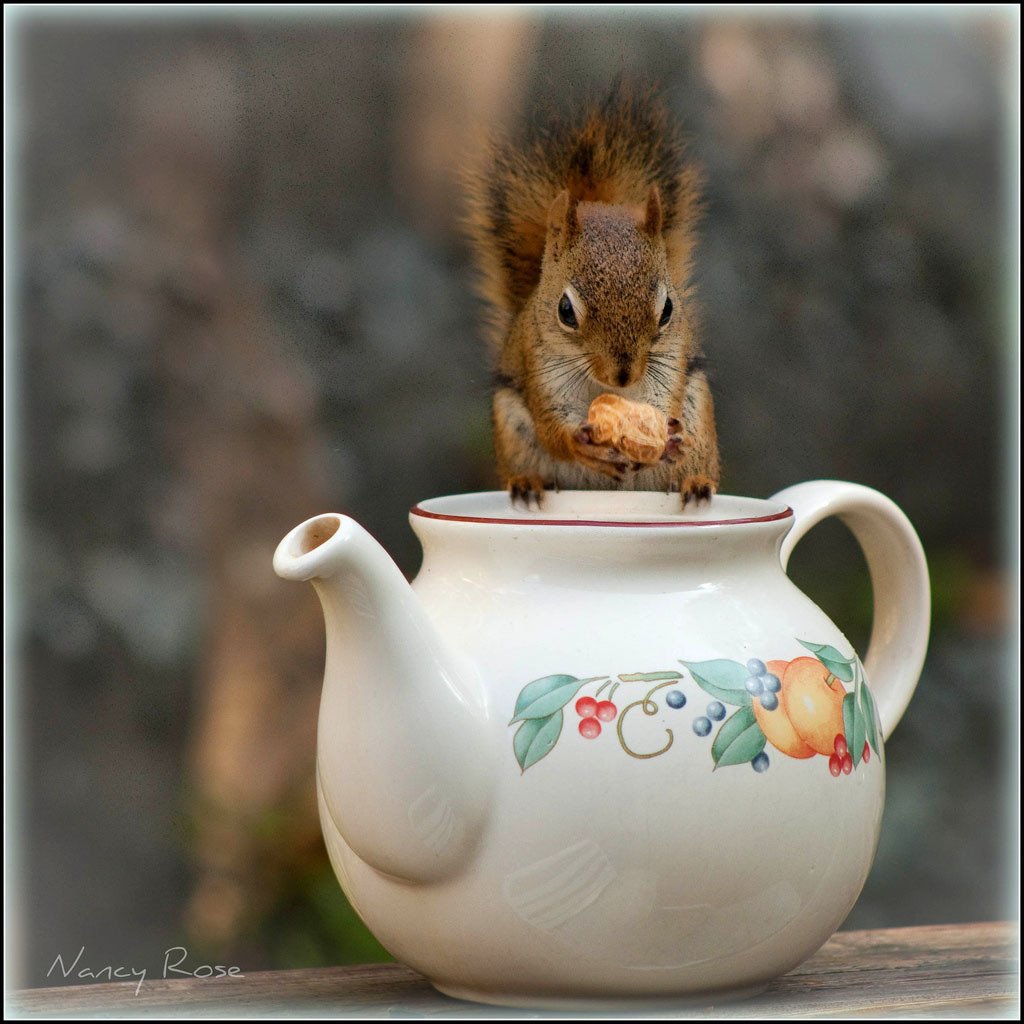 Доброе утро белка