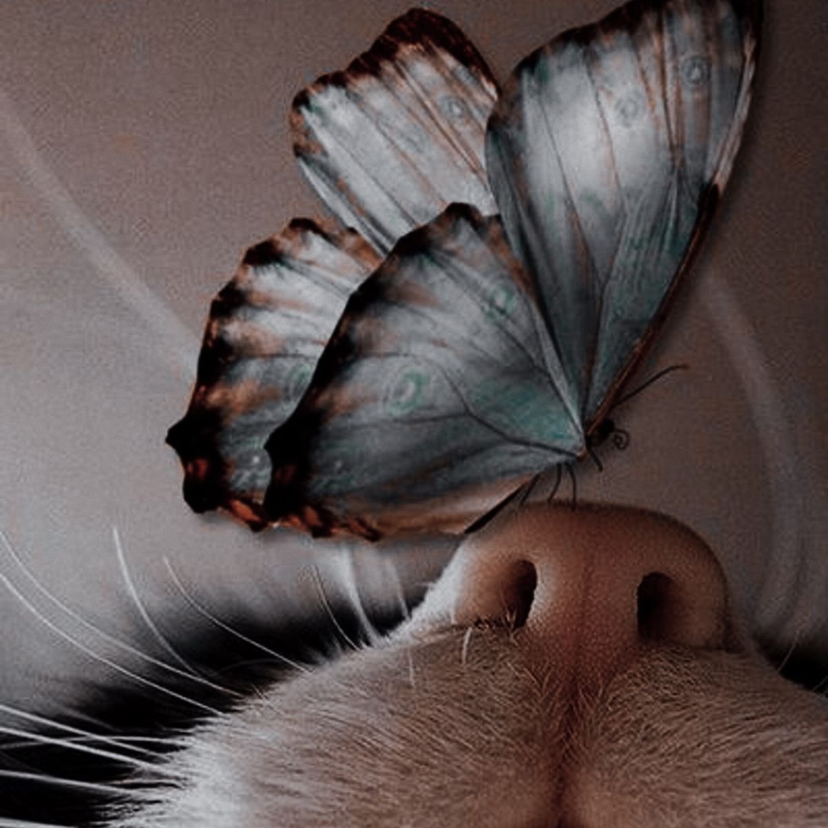 Бабочка на носу