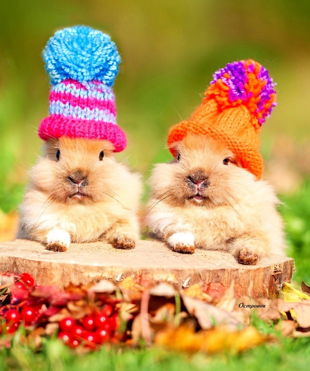 Доброе утро милые зверушки