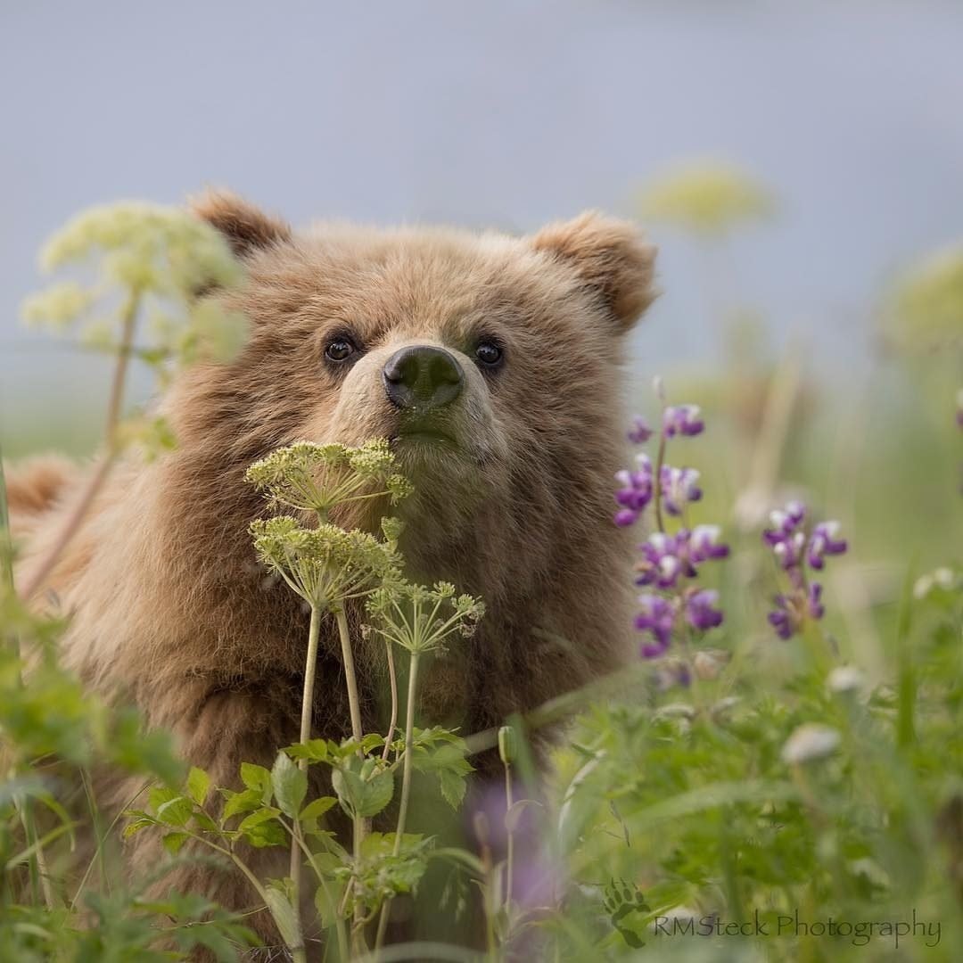 Утренние животные