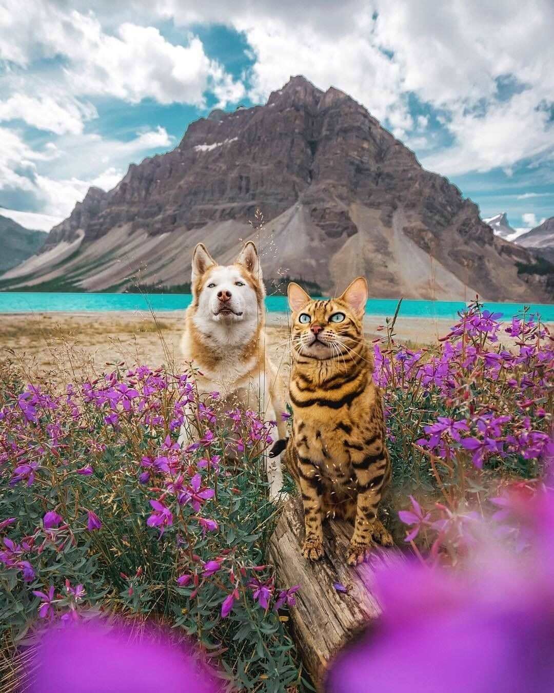 Утро природа животные