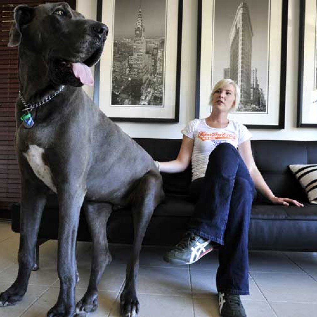 Энн Элизабет датский дог