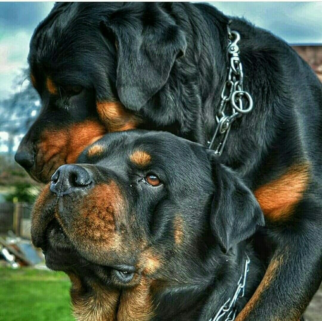 Золотистый ротвейлер