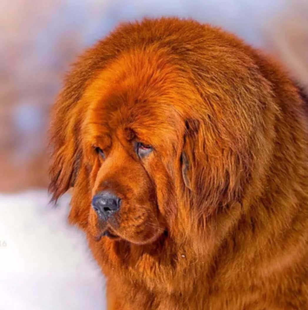 Тибетский мастиф