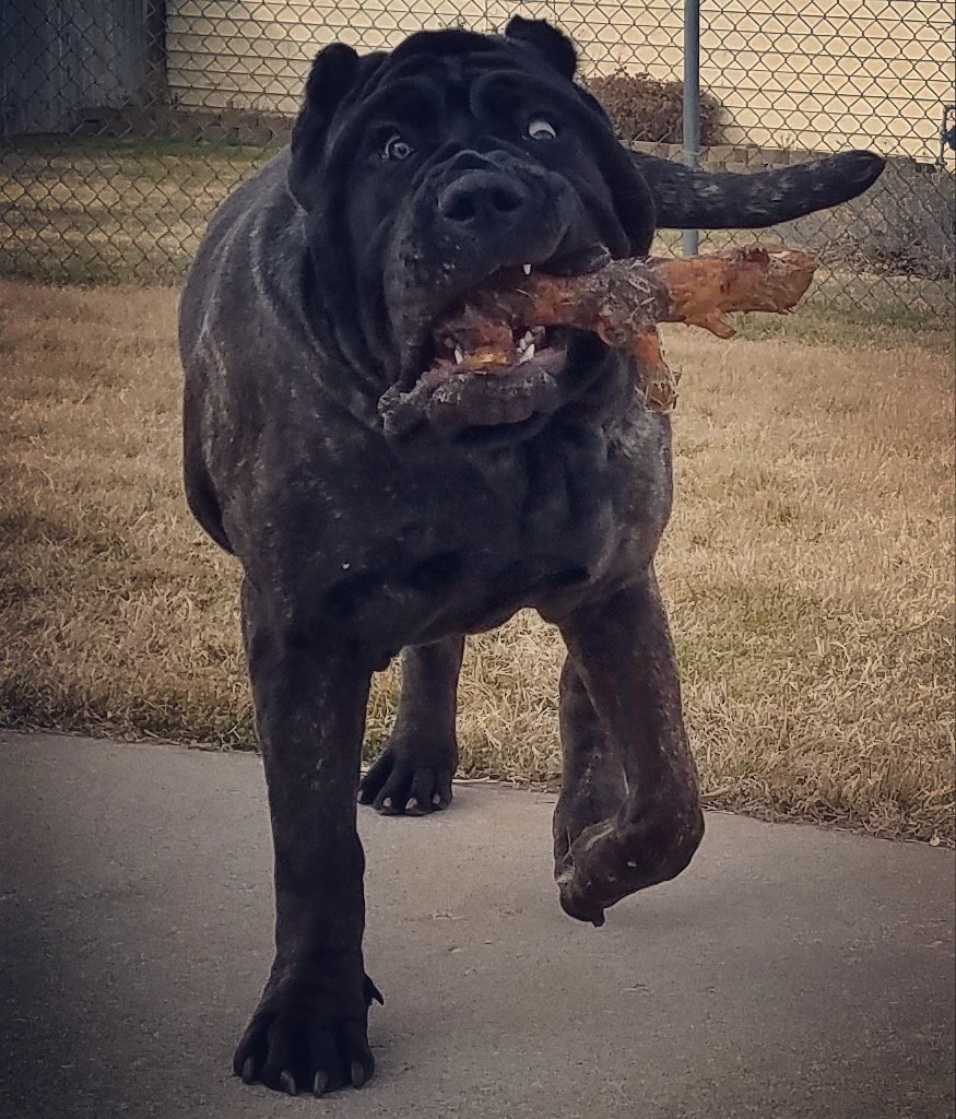 Среднеазиатская овчарка бульдозер