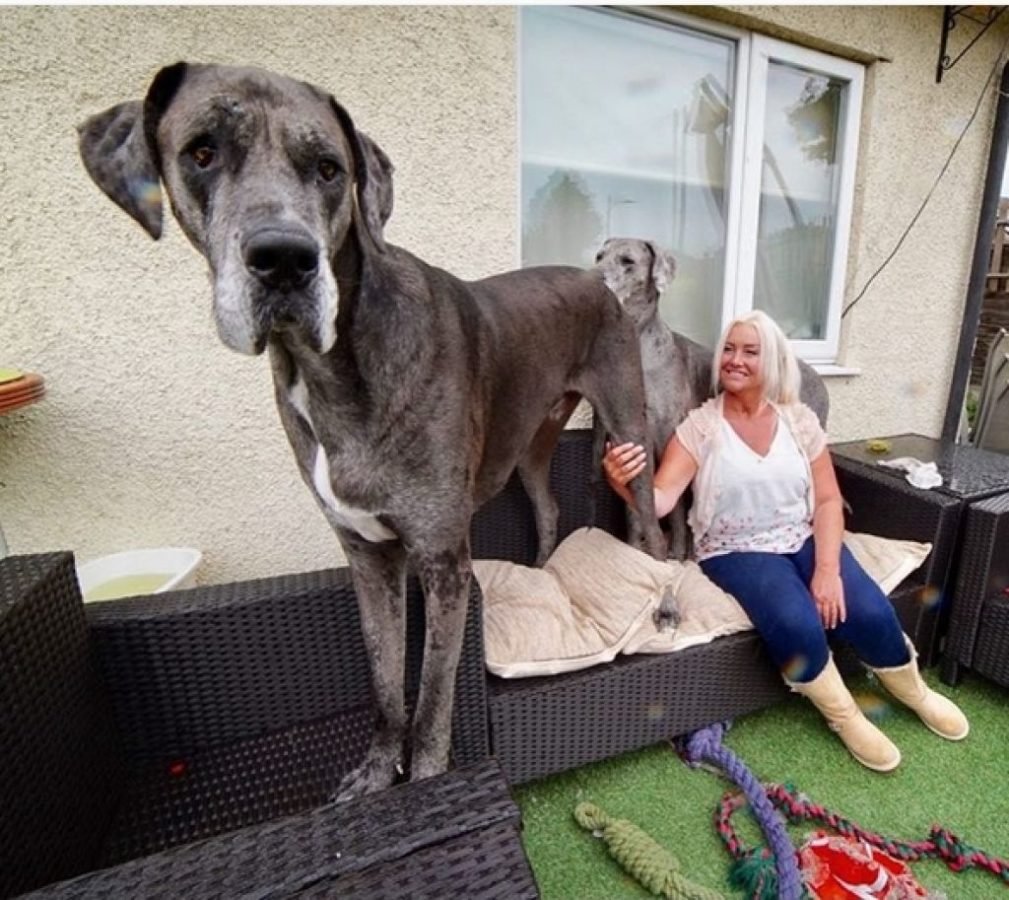 Датский дог Зевс