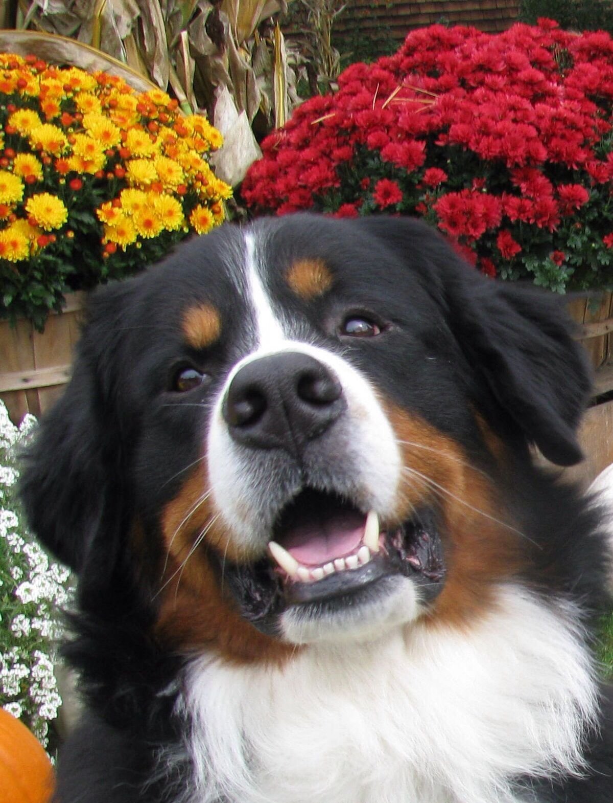 Порода Бернский зенненхунд