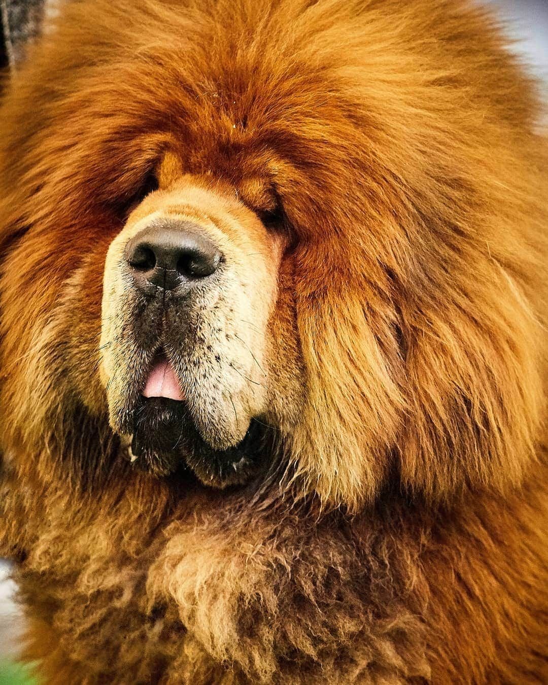 Детский мастиф