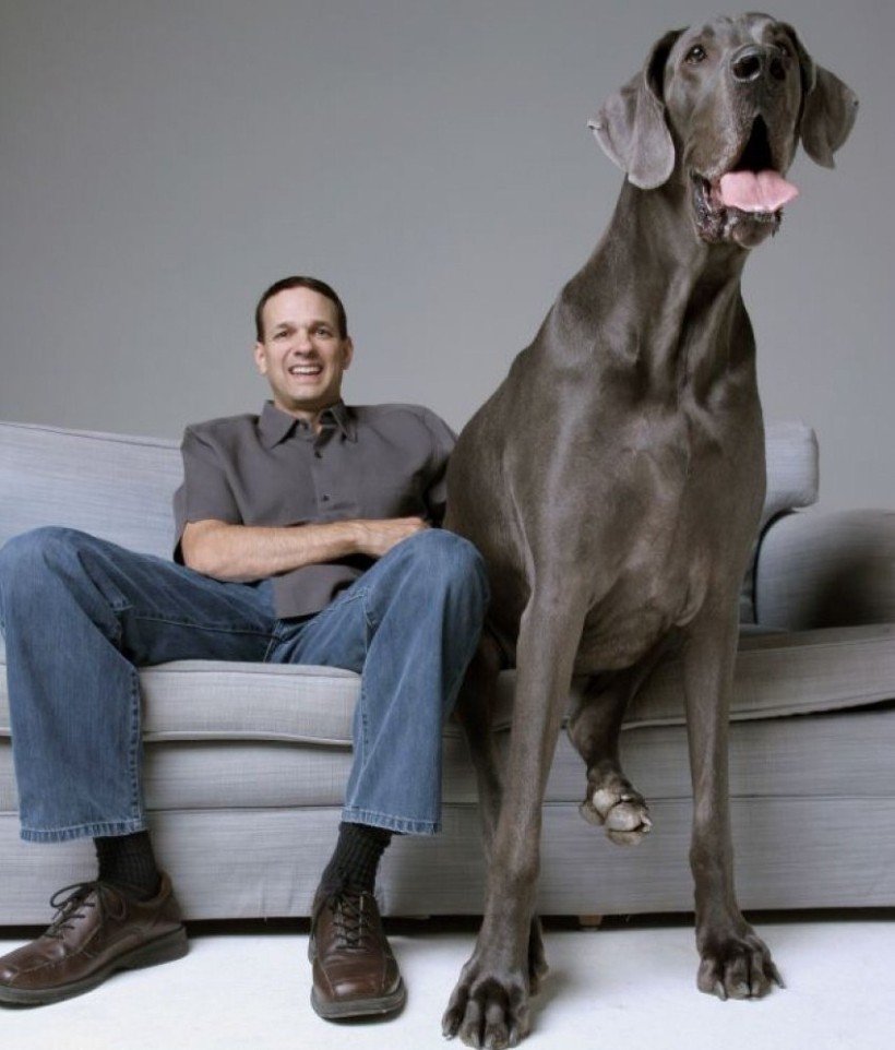 Самая большая собака картинки