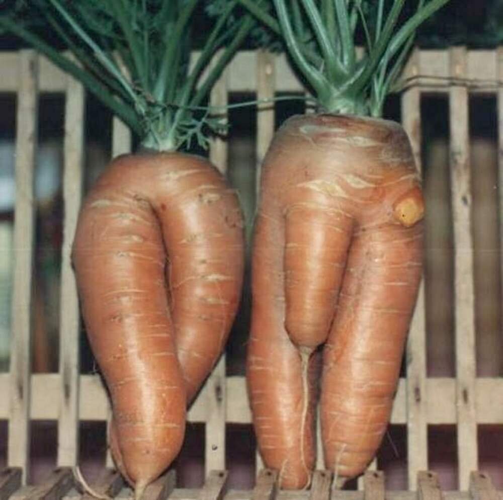 Смешная морковь