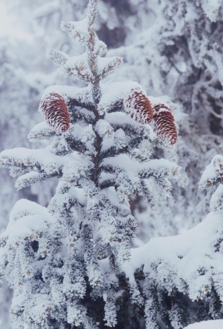 Завораживающие зимние пейзажи