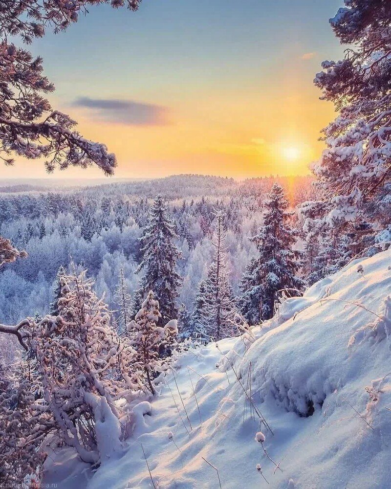 Ягоды в снегу заставка на телефон