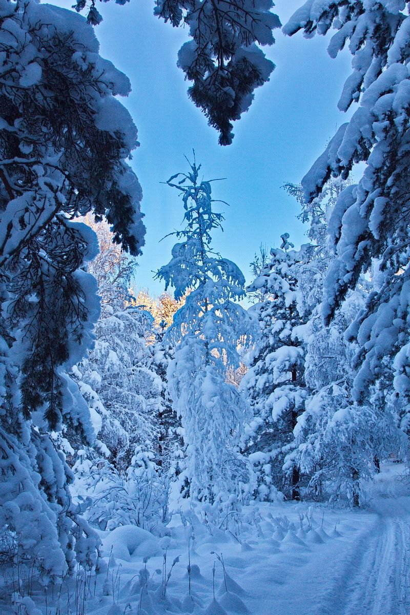 В новогоднем лесу