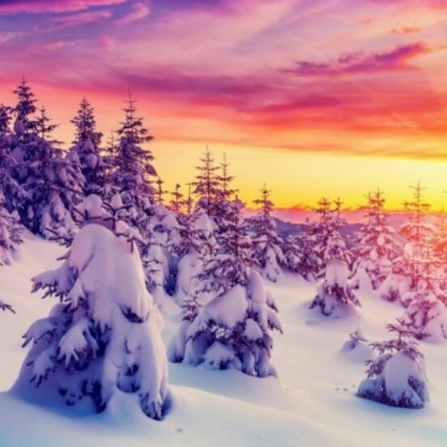 Заснеженные деревья