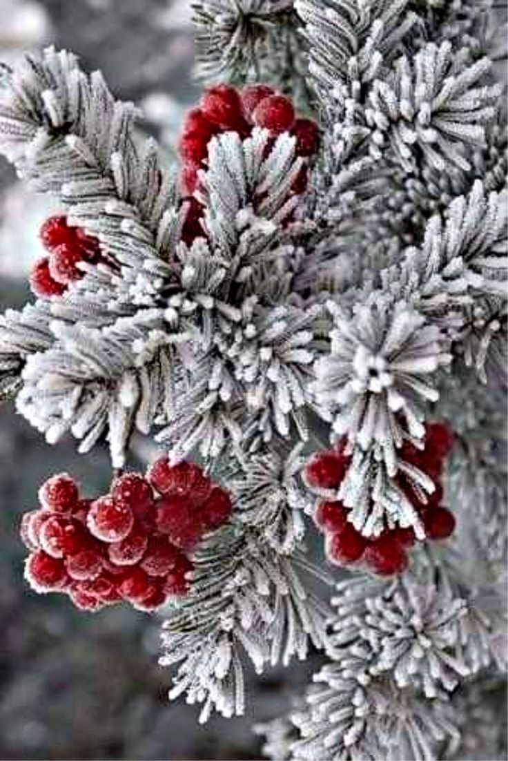 Красивая зима