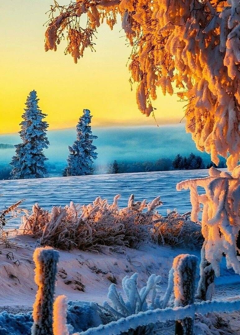 Заснеженный лес