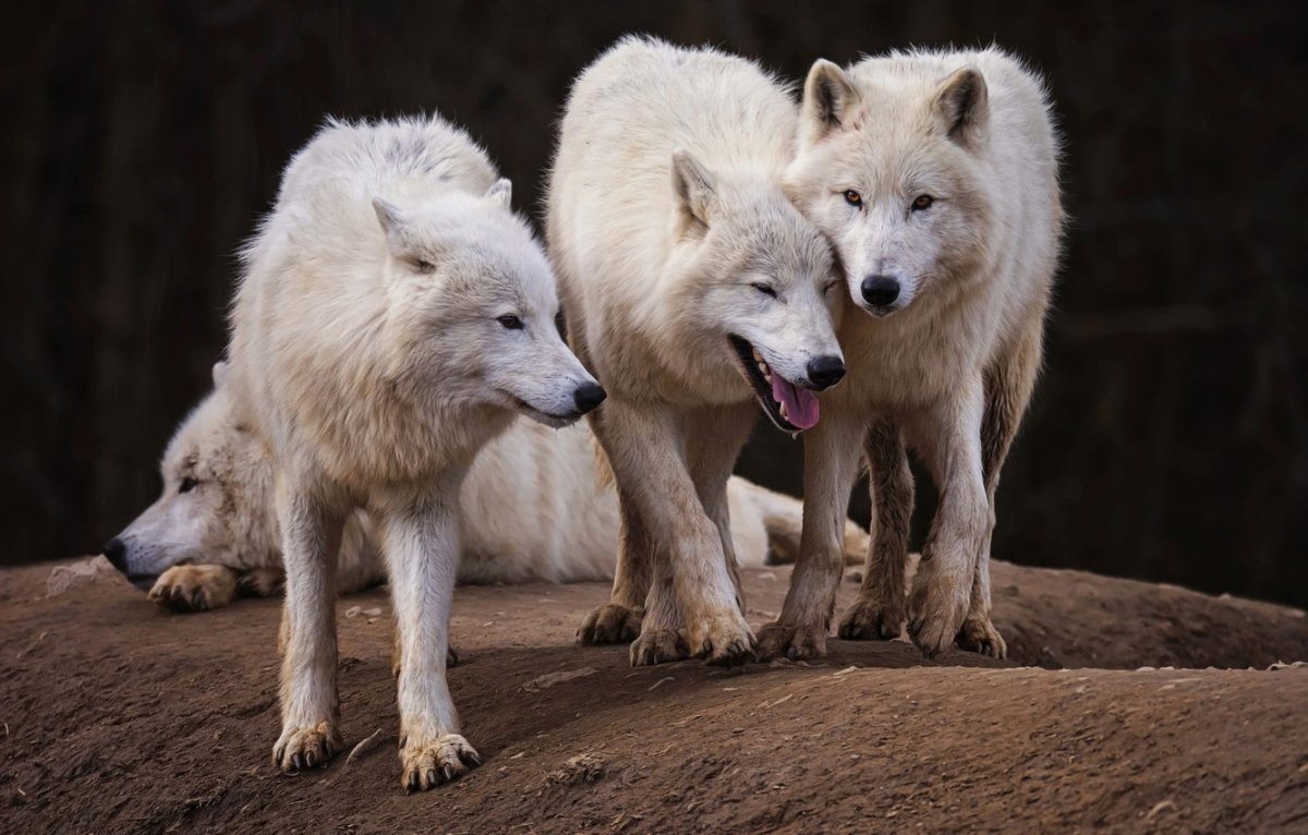 Canis Lupus tundrarum