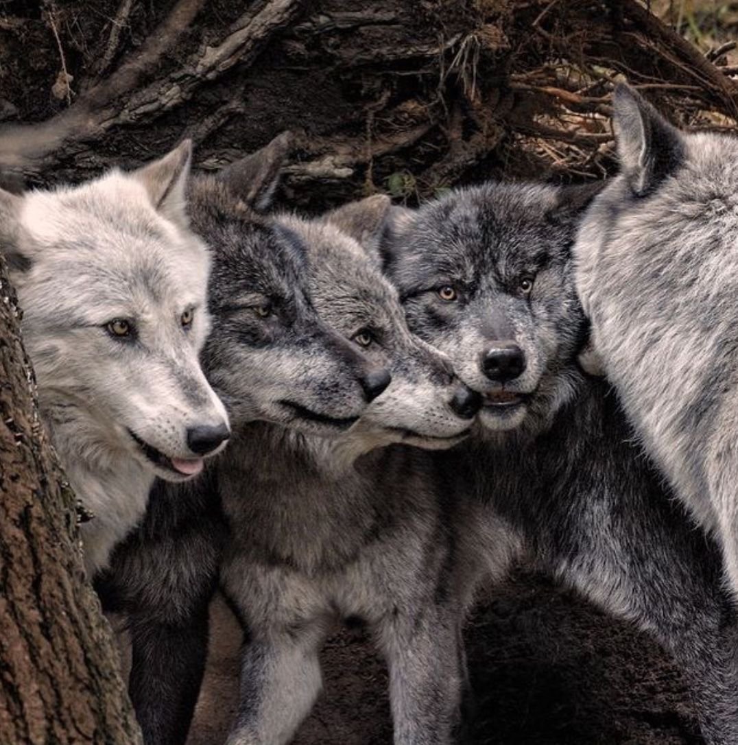 Вожак волчьей стаи