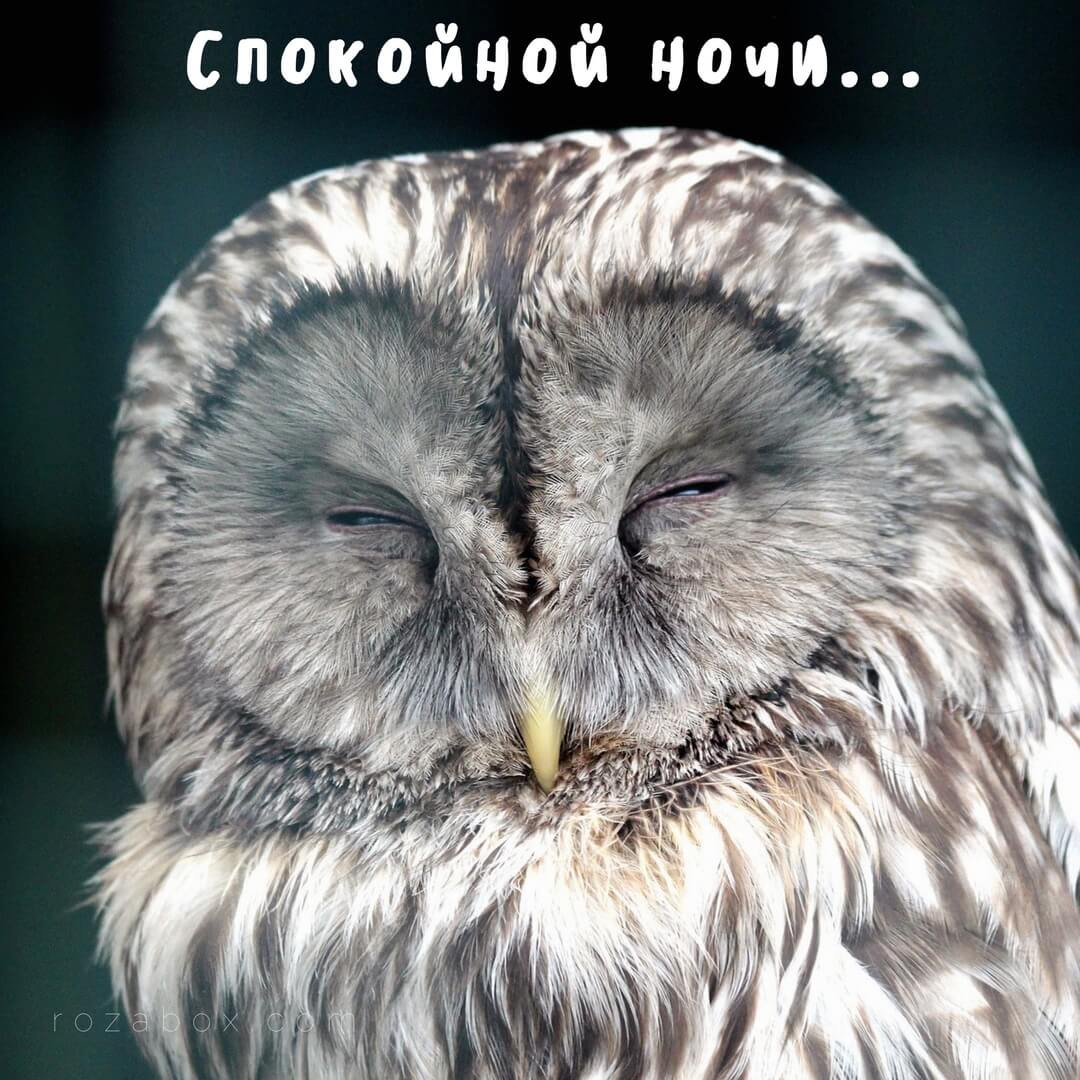 Спокойной ночи Сова