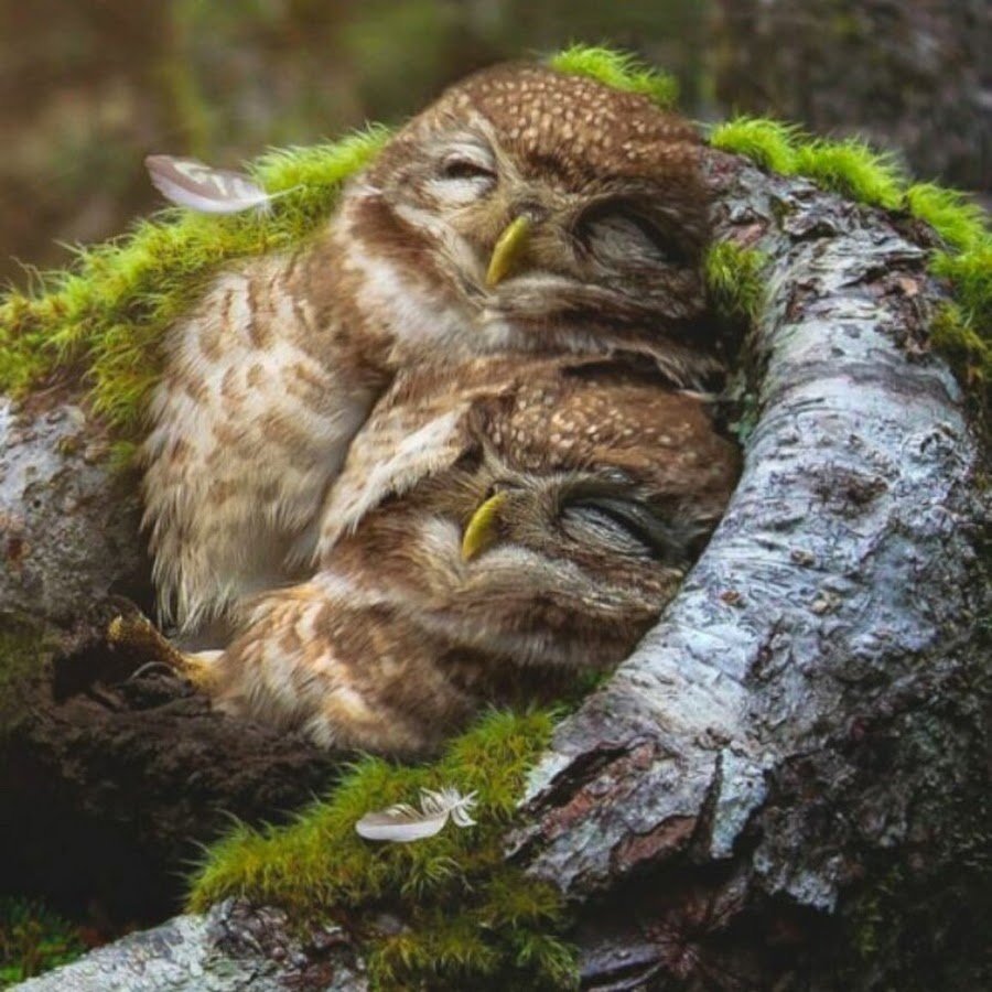 Спокойной ночи Совенок