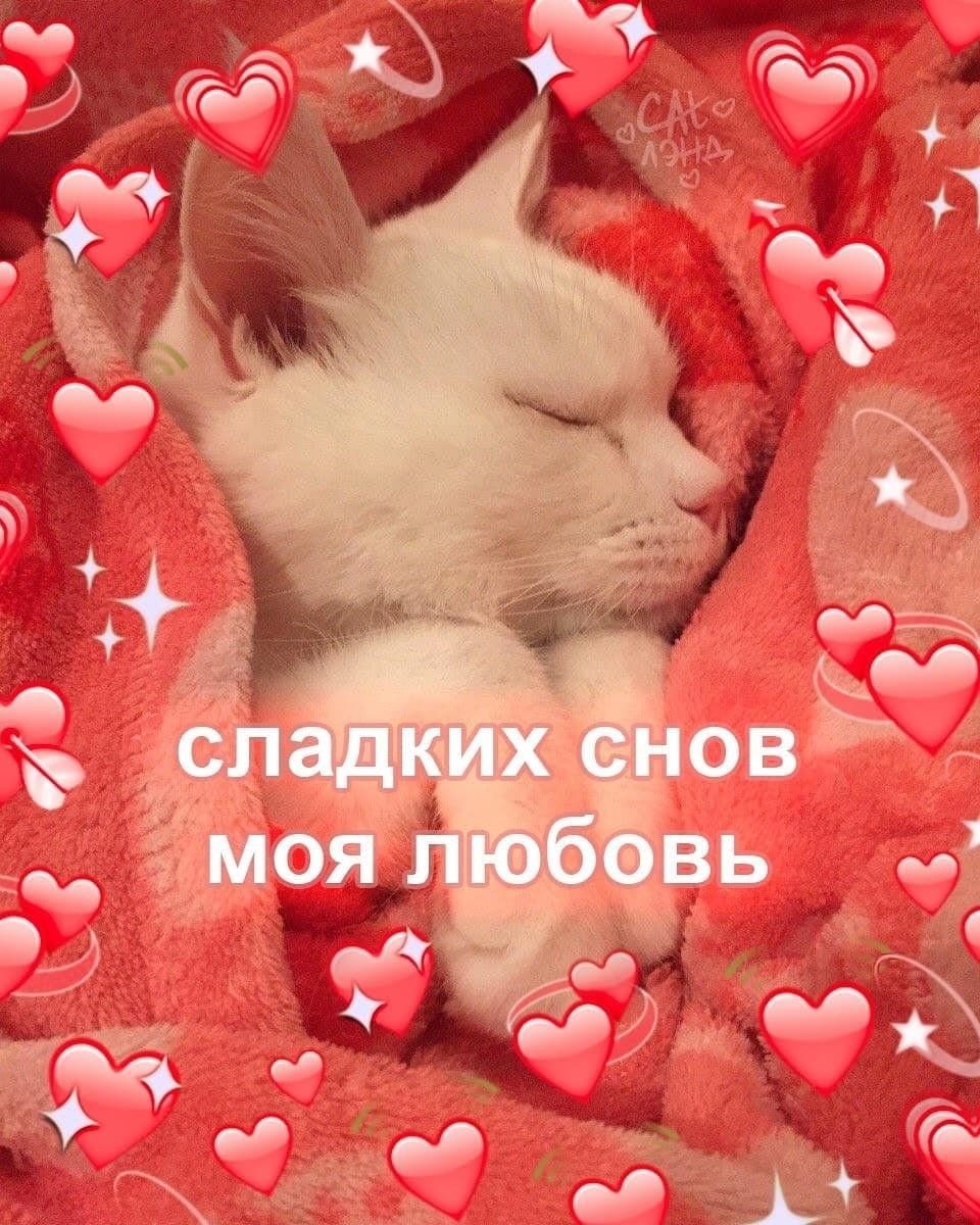 Сладких снов котик
