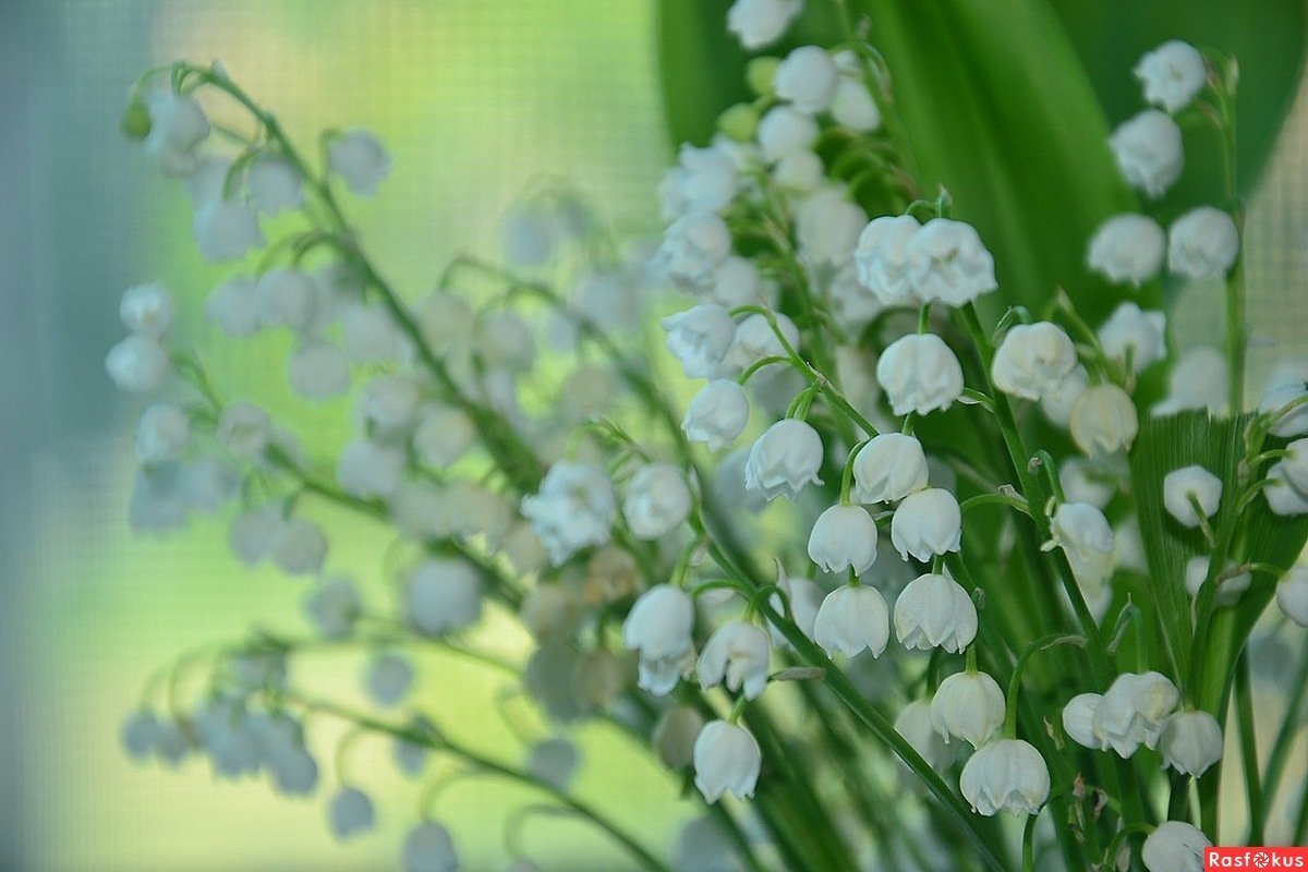 Ландыши картинки красивые